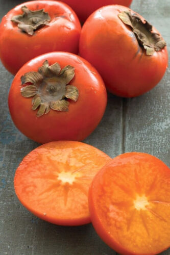 American Common Persimmon Tree~Diospyros virginiana~Well Rooted Starter Plant –