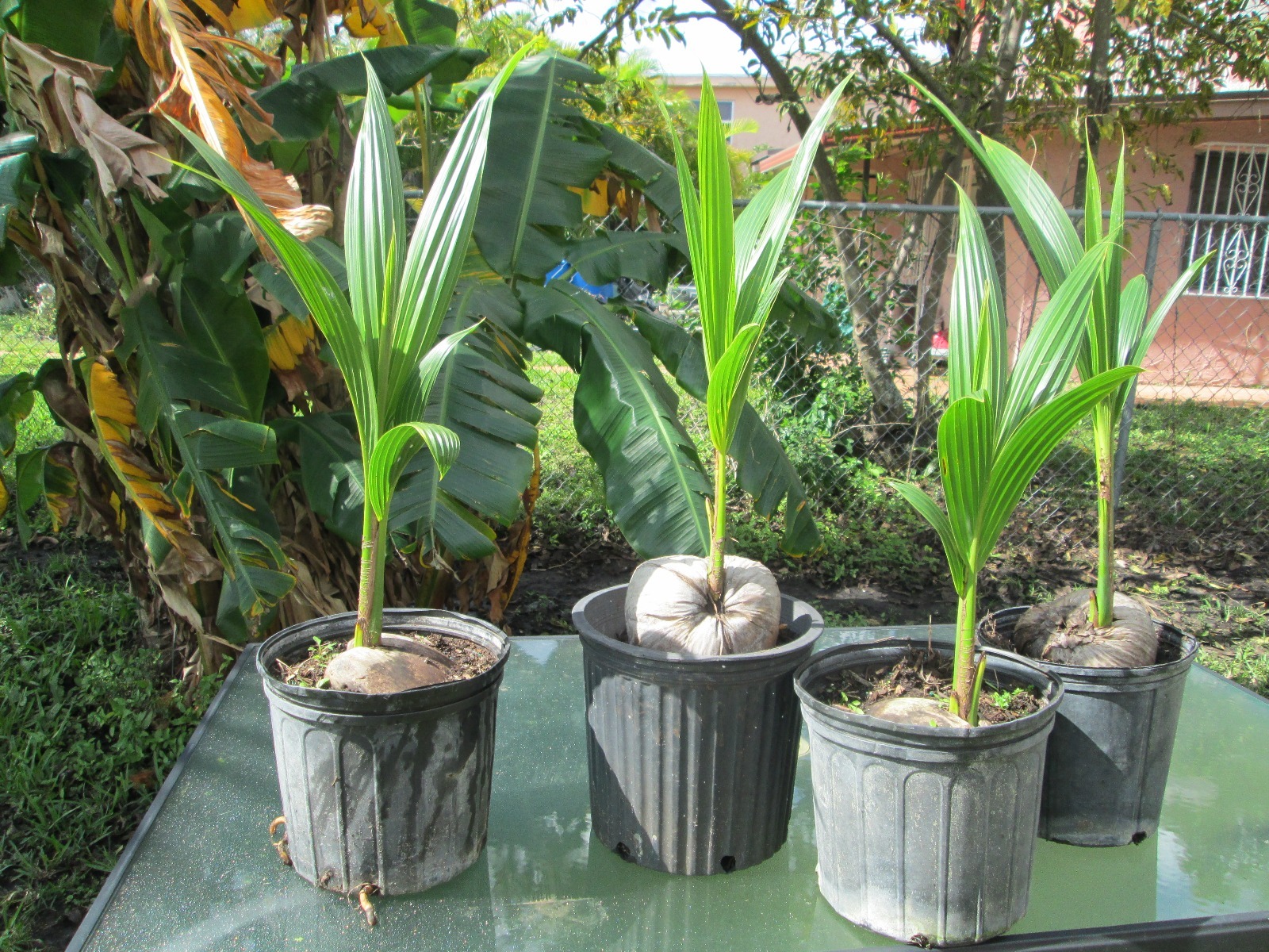 1 Coconut palm tree Malayan green Dwarf Variety