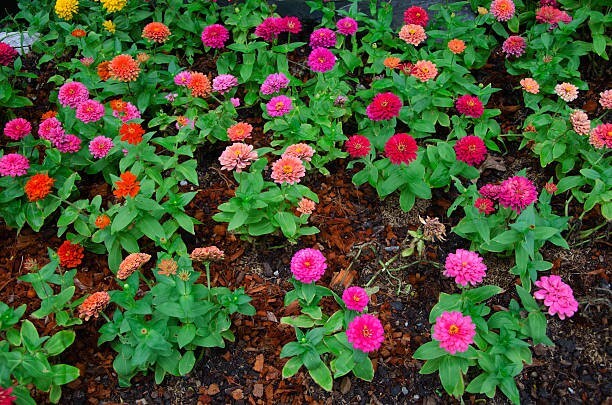 50 LILLIPUT ZINNIA SEED MIX | 2026 SALE FREE SHIPPING NON GMO