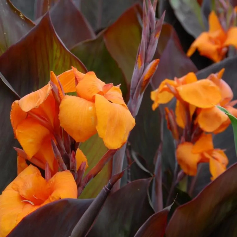 Canna Lily Wyoming Rhizomes – Orange Blooms, Burgundy Foliage – 2-Rhizomes