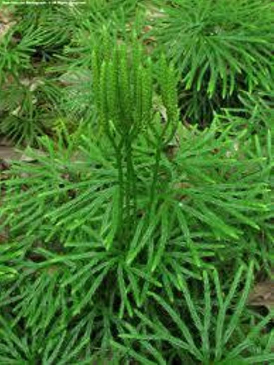 Ground Cedar Evergreen Ground Cover Fern 12ft starter vine seedlings Item