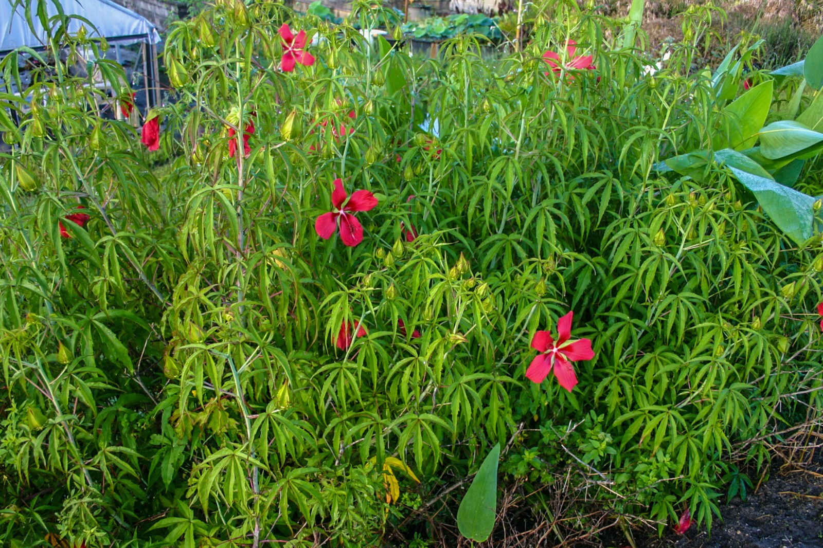 Red Scarlet Water Hibiscus Tropical Aquatic Pond/Bog Plant – Buy 2 Get 1 Free