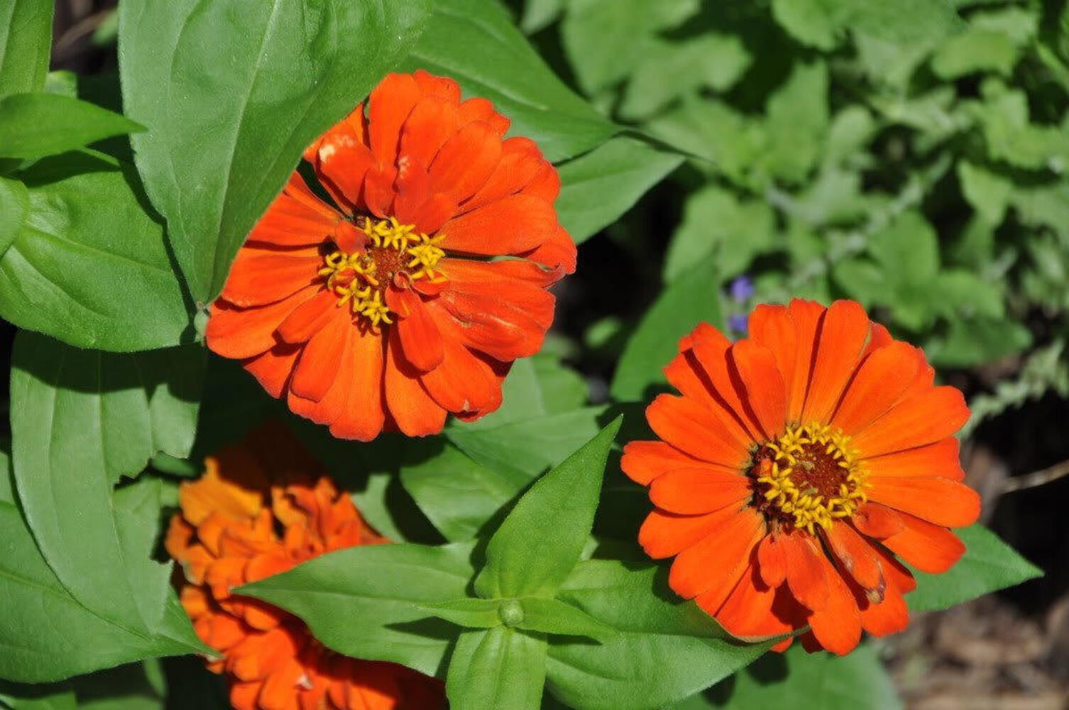 250 ORANGE CLASSIC ZINNIA Elegans (Narrow Leaf / Creeping Zinnia) Flower Seeds