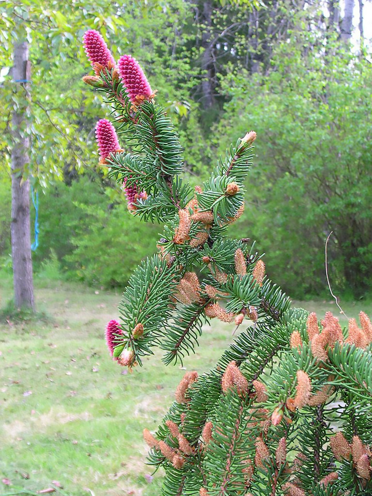 Norway Spruce, Picea abies, Tree Seeds (Evergreen, Fast)
