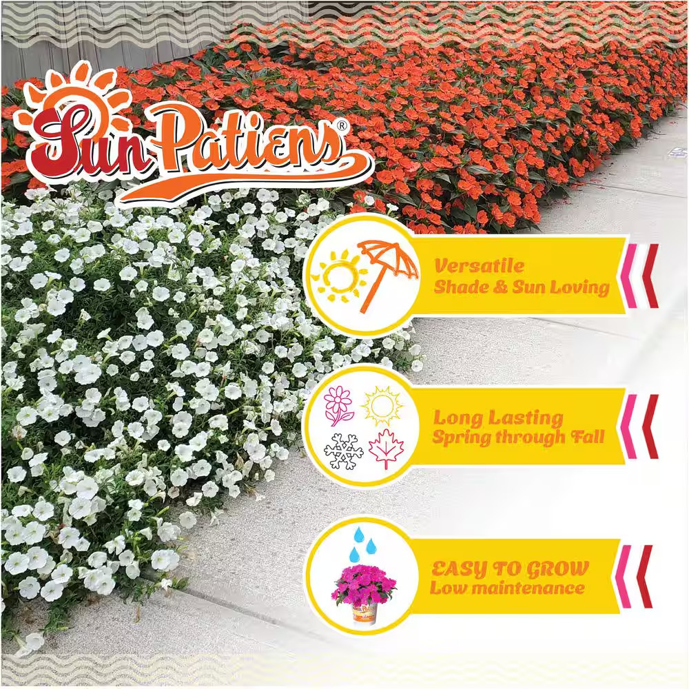 1 Qt. Compact Orange Sunpatiens Impatiens Outdoor Annual Plant with Orange Flowe