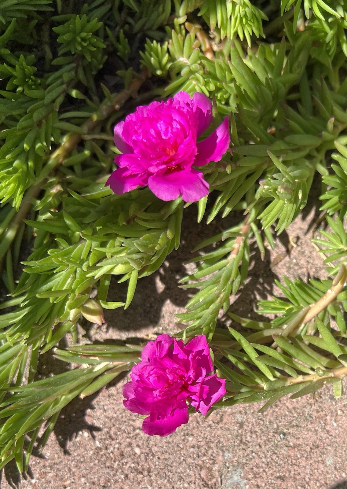 7 Cuttings Magenta Double Massive Bloom – Portulaca Moss Rose – US Seller