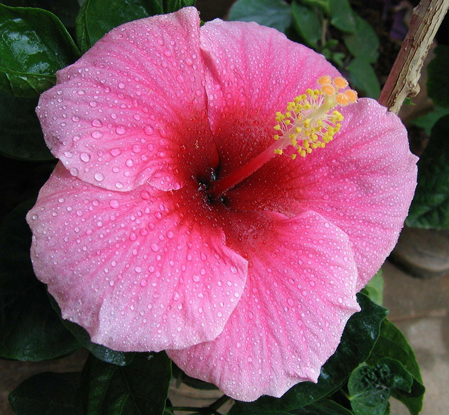 HAWAIIAN PINK HIBISCUS PLANT CUTTING 1 Cutting 2 – 4 In. Long