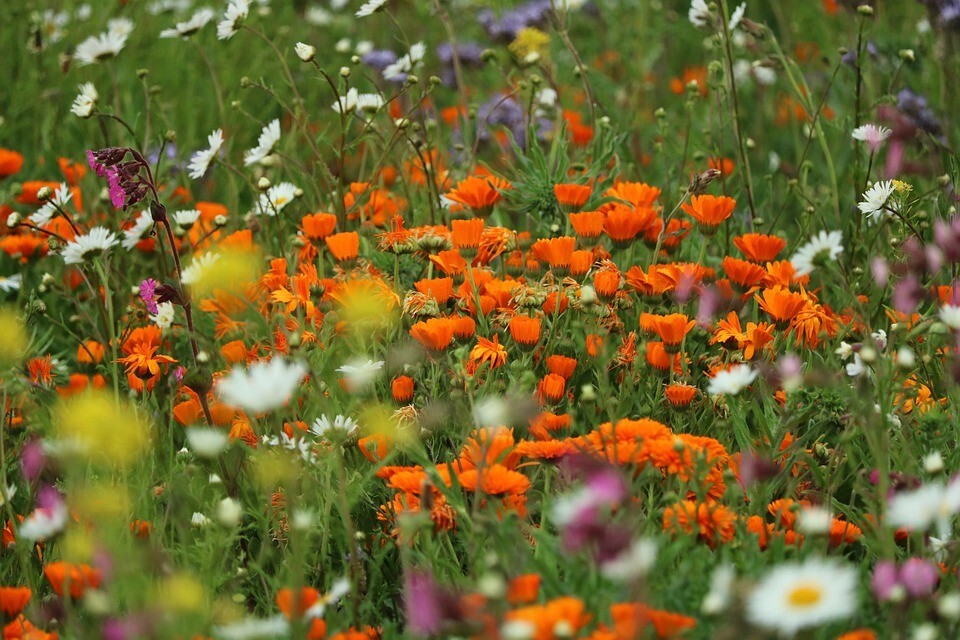 ALL PERENNIAL Wild Flower Mix. Pollinator Food, Garden Heirloom, 1200+ Seeds