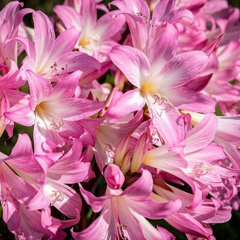 5 Large/Mature Bulbs Lycoris Squamigera Resurrection Lily Naked Ladies Jersey