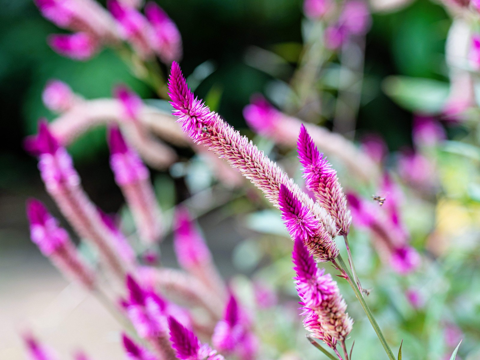 100 FLAMINGO FEATHER Wheat CELOSIA Spicata Pink & White Flower Seeds
