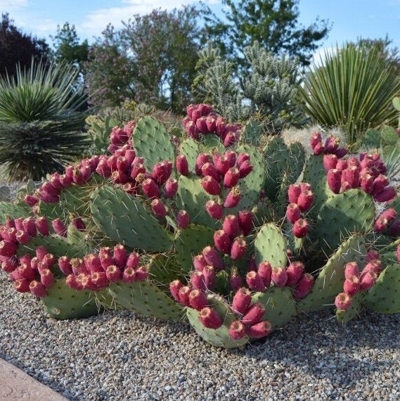 Prickly Pear Cactus ‘Sandstone Sunrise’ (O. woodsii hyb) HARDY
