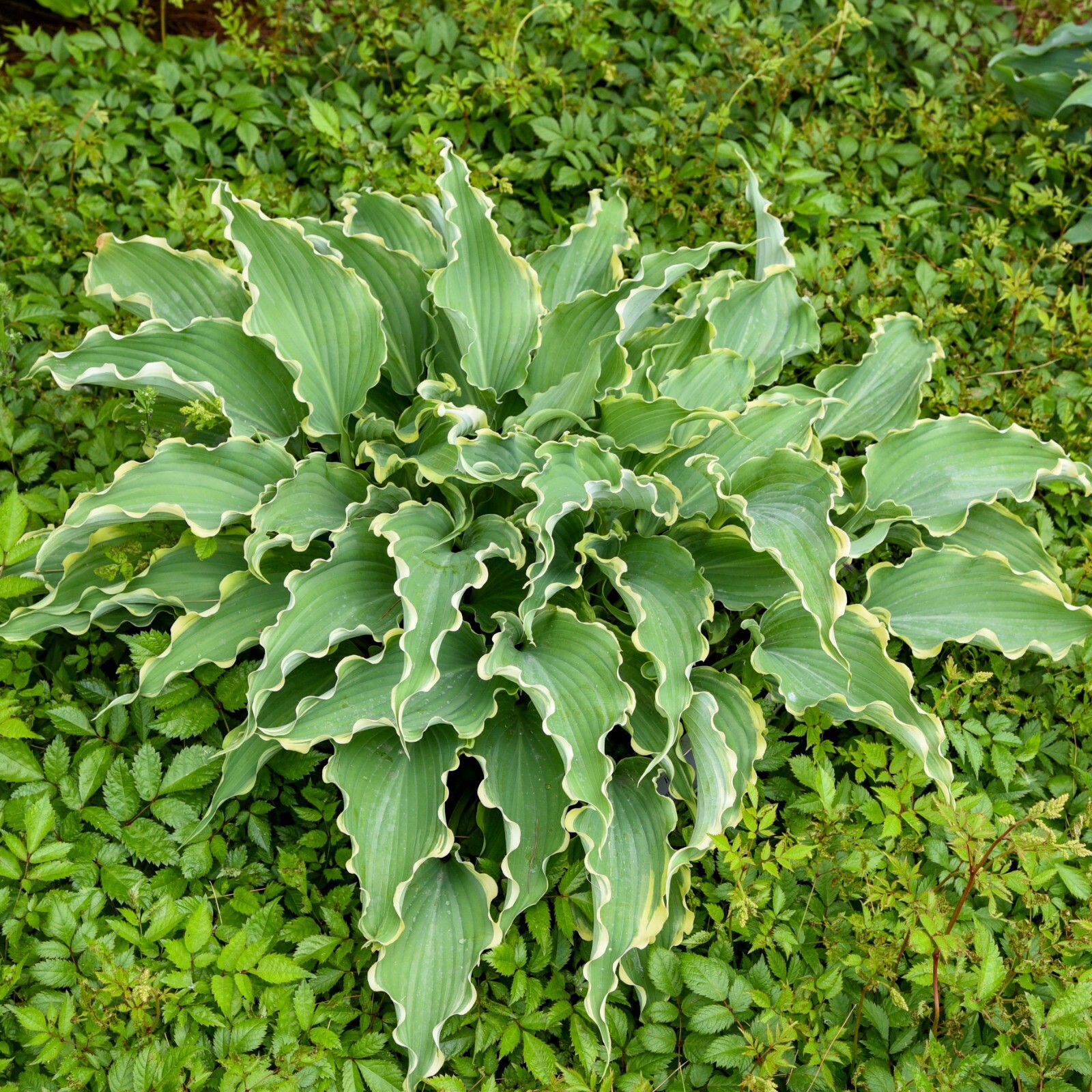 Hosta Dancing in the Moonlight 5.25″ Pot Well Rooted Perennial Shade Plant