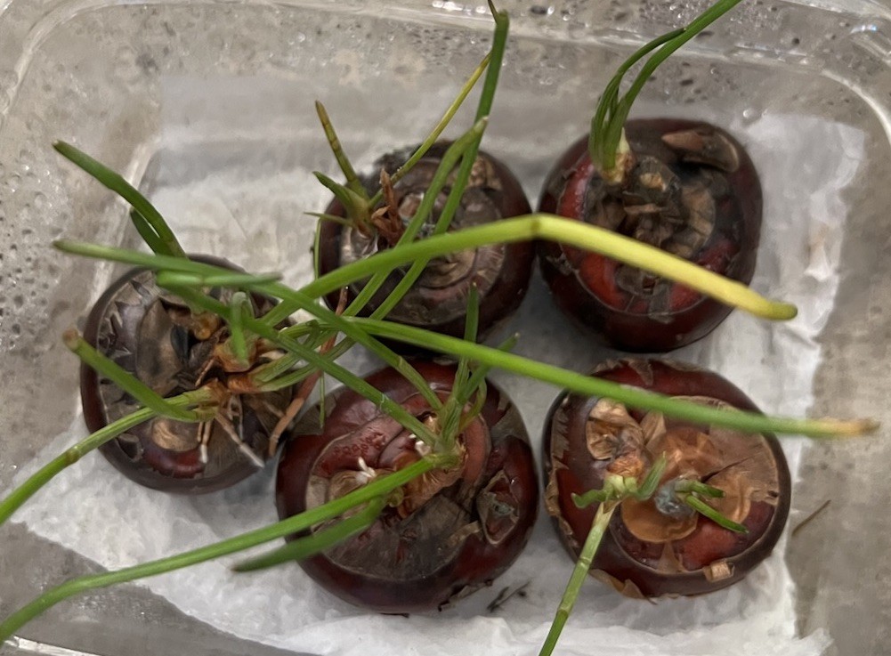 Water Chestnut Bulbs 5pcs Eleocharis Dulcis Ready to Plant