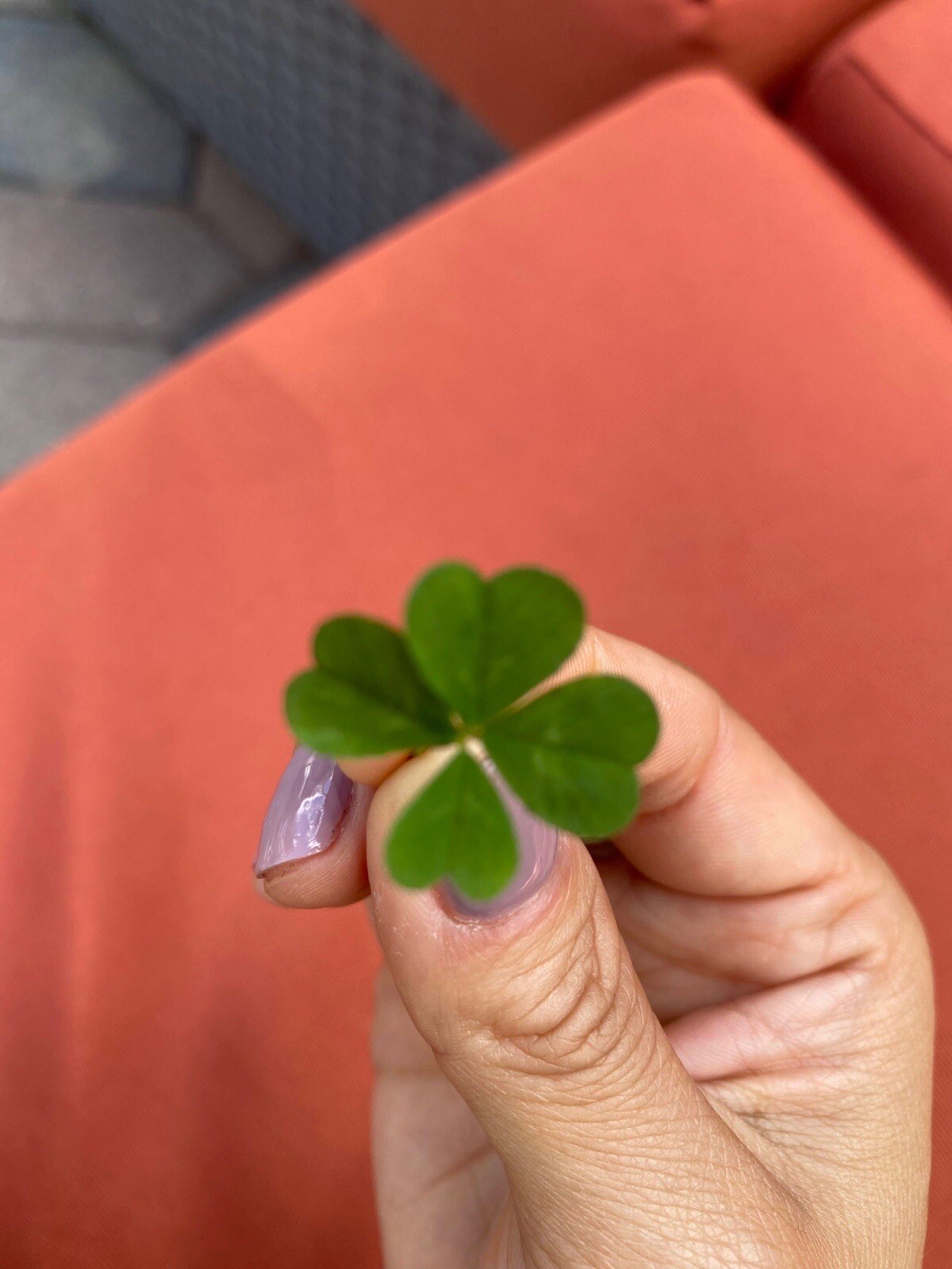 🍀RARE REAL 4 Leaf Clover 🍀 Hand picked – GREAT Gift – LUCKY 🤩