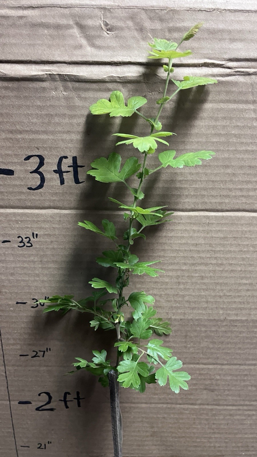 30-40″ tall Golden Girl black hawthorn (Crataegus sp.) 2 year old grafted plant