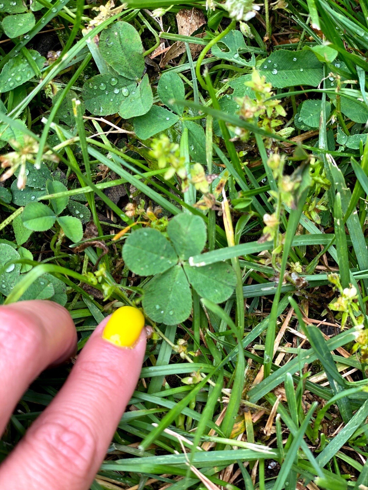 🍀RARE REAL 4 Leaf Clover 🍀 Hand picked – GREAT Gift – LUCKY 🤩