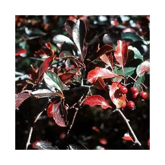 30+ Seeds Thornless Cockspur Hawthorn Crataegus Crus-Galli Year Round Interest