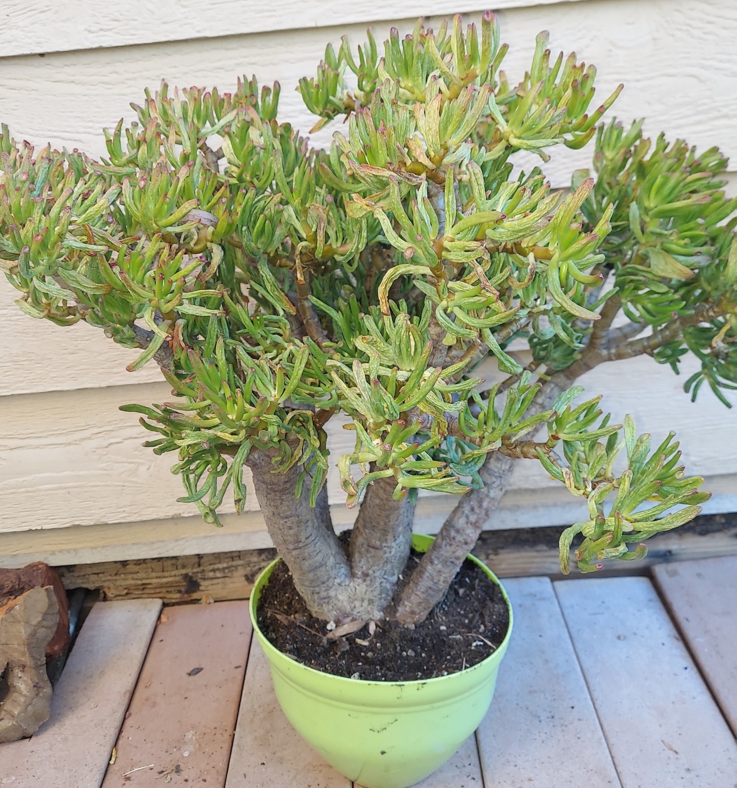 LG Bonsai Trumpet Jade Crassula Gollum 28″ Tall Thick Great Style Indoor Outdoor