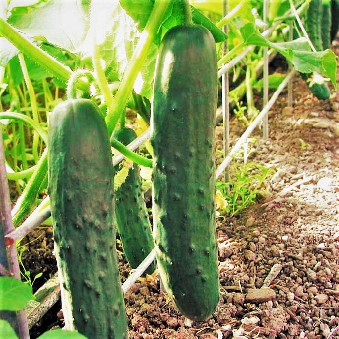 Marketmore 76 Cucumber Seeds | Slicing Picking Cucumbers Vegetable Seed for 2024