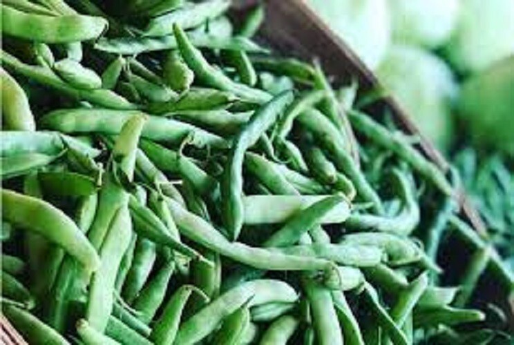 Premium Mountaineer Half Runner Green Beans – Fresh Heirloom Seeds Very Popular