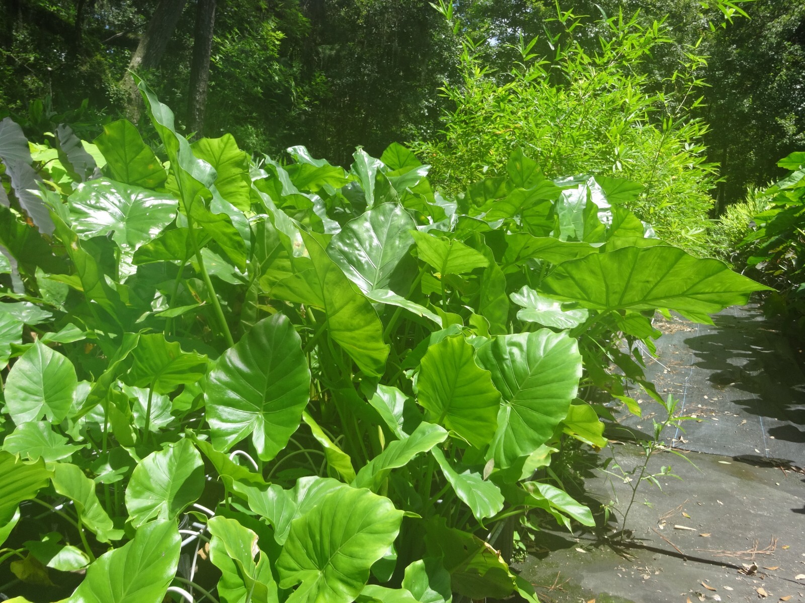 Borneo Giant Alocasia / Elephant Ear / Taro – 1 Gallon Size Plant