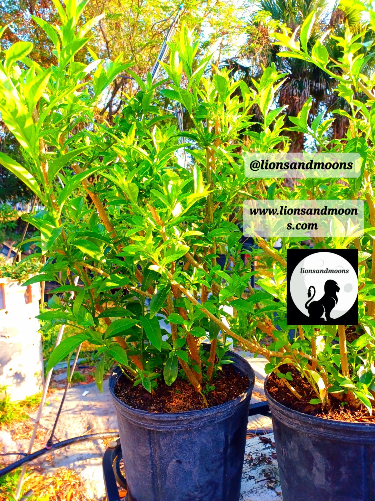 Night Blooming Jasmine Live Plant 1 Gallon ! Small Tree 3-4ft Bonsai Style Bush