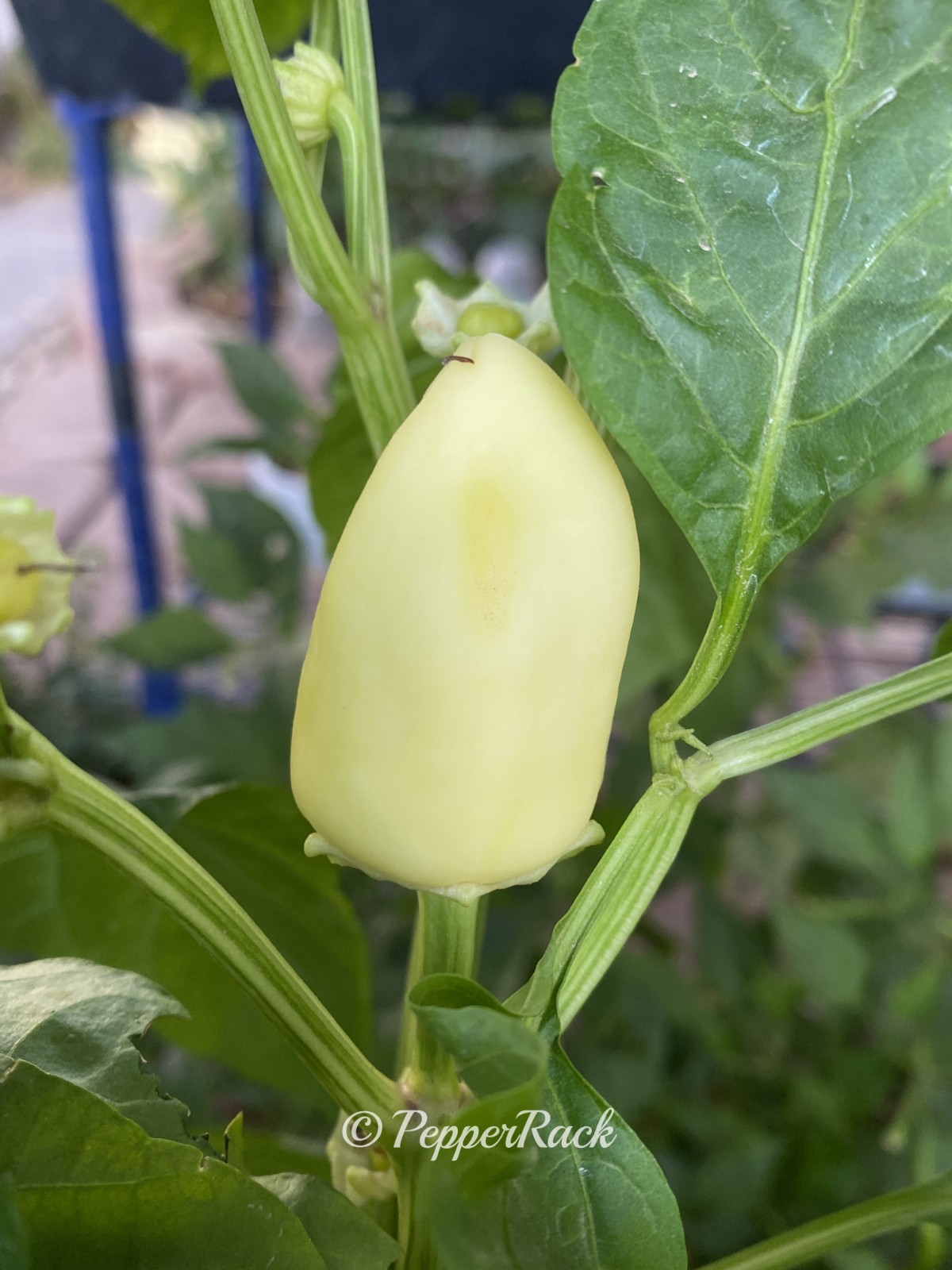 RARE✿ New! Heirloom Somborka White Sweet Pepper 15+ Seeds ●Medium Wall Thickness