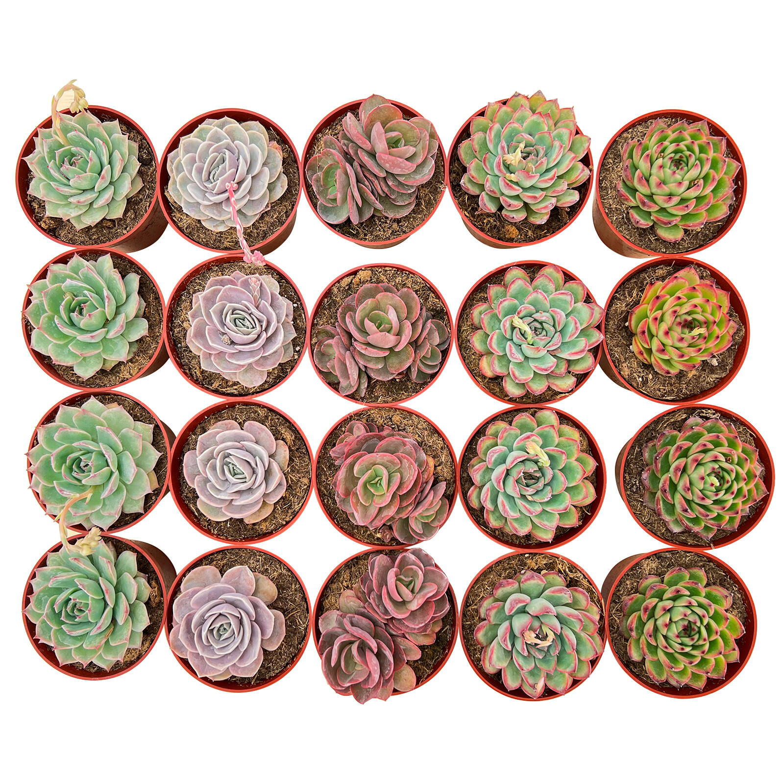 20/30/50 Assorted Colorful Succulent Plants Great for Bridal Shower Favors Gifts
