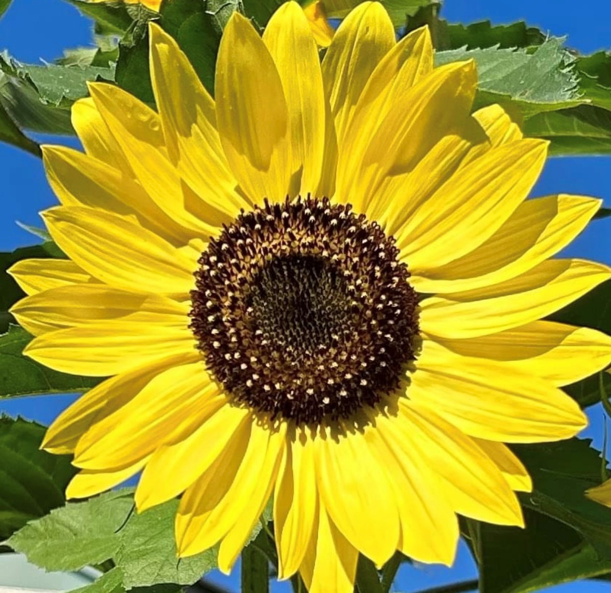 Lemon Queen Sunflower Seeds Free Shipping!