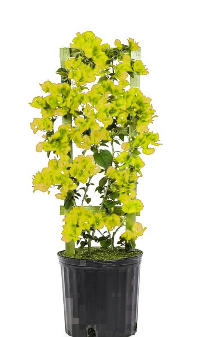 30″ HIGH Live Plant Bougainvillea Vine Assorted Colors 12″ Pot w/ Trellis NO CA