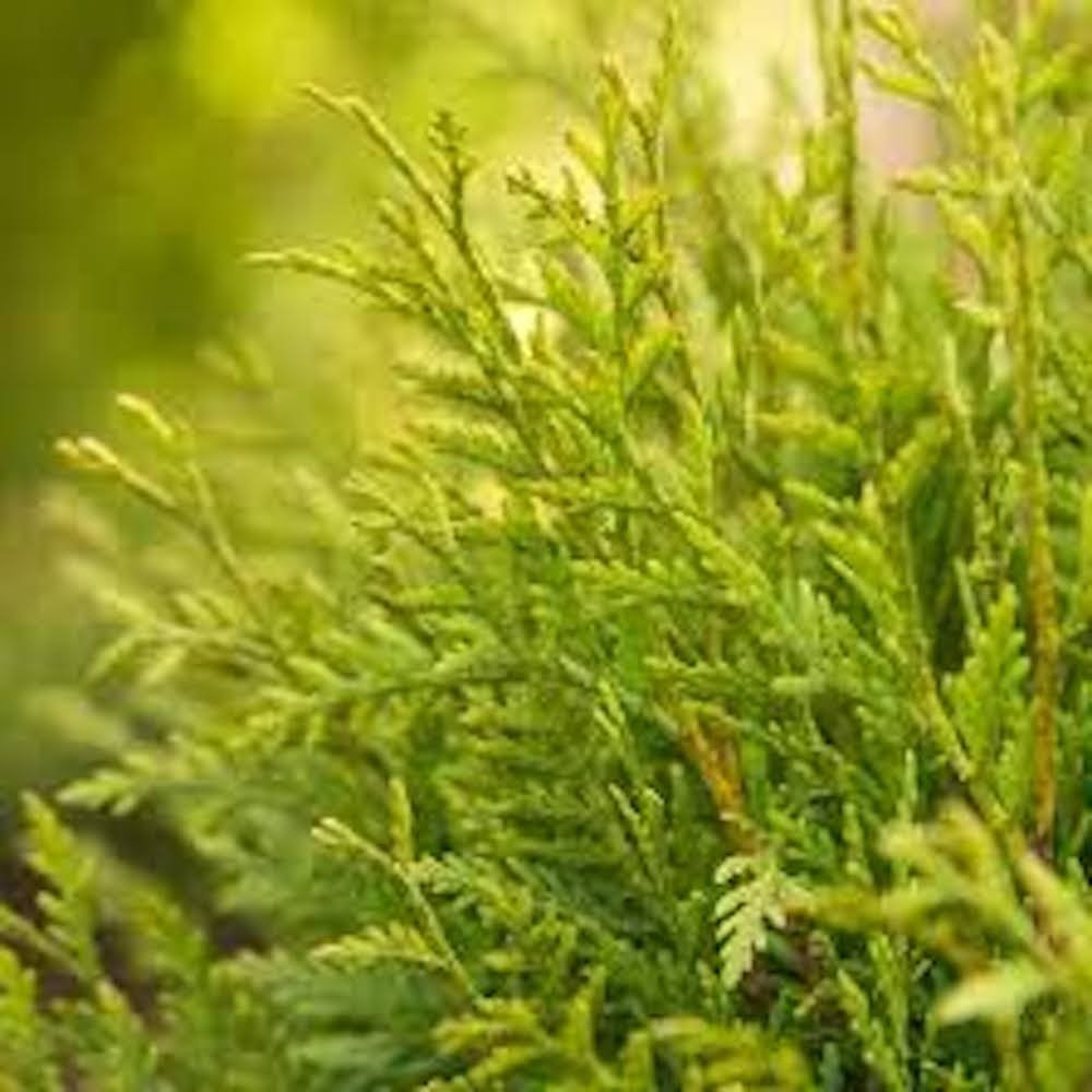 3 Little Giant Arborvitae Landscape Plant Starter Plug Thuja occidentalis