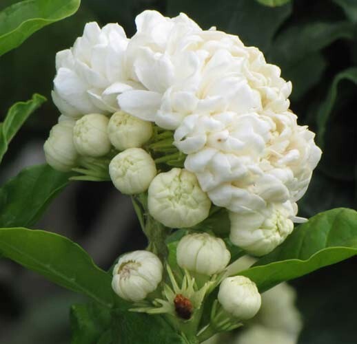 4″ Pot~Grand Duke of Tuscany Jasmine~Jasminum Sambac~Extremely Fragrant!