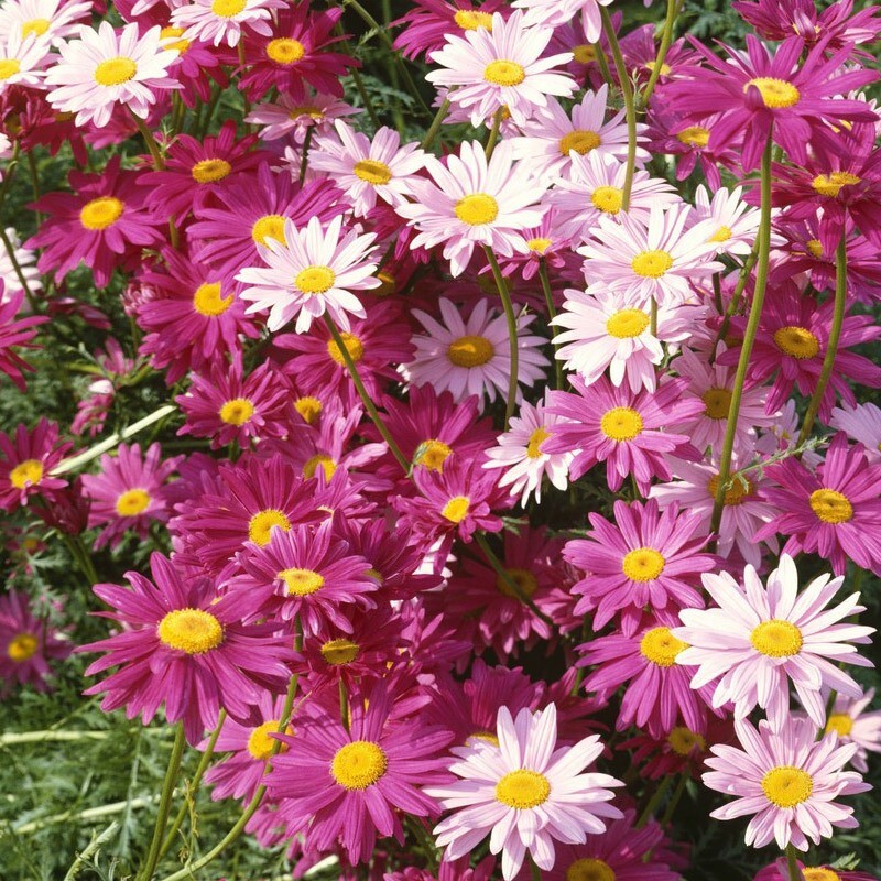 500+SingleChina Aster Seeds Mix Colorful Daisy-like Garden Flowers Seeds USA