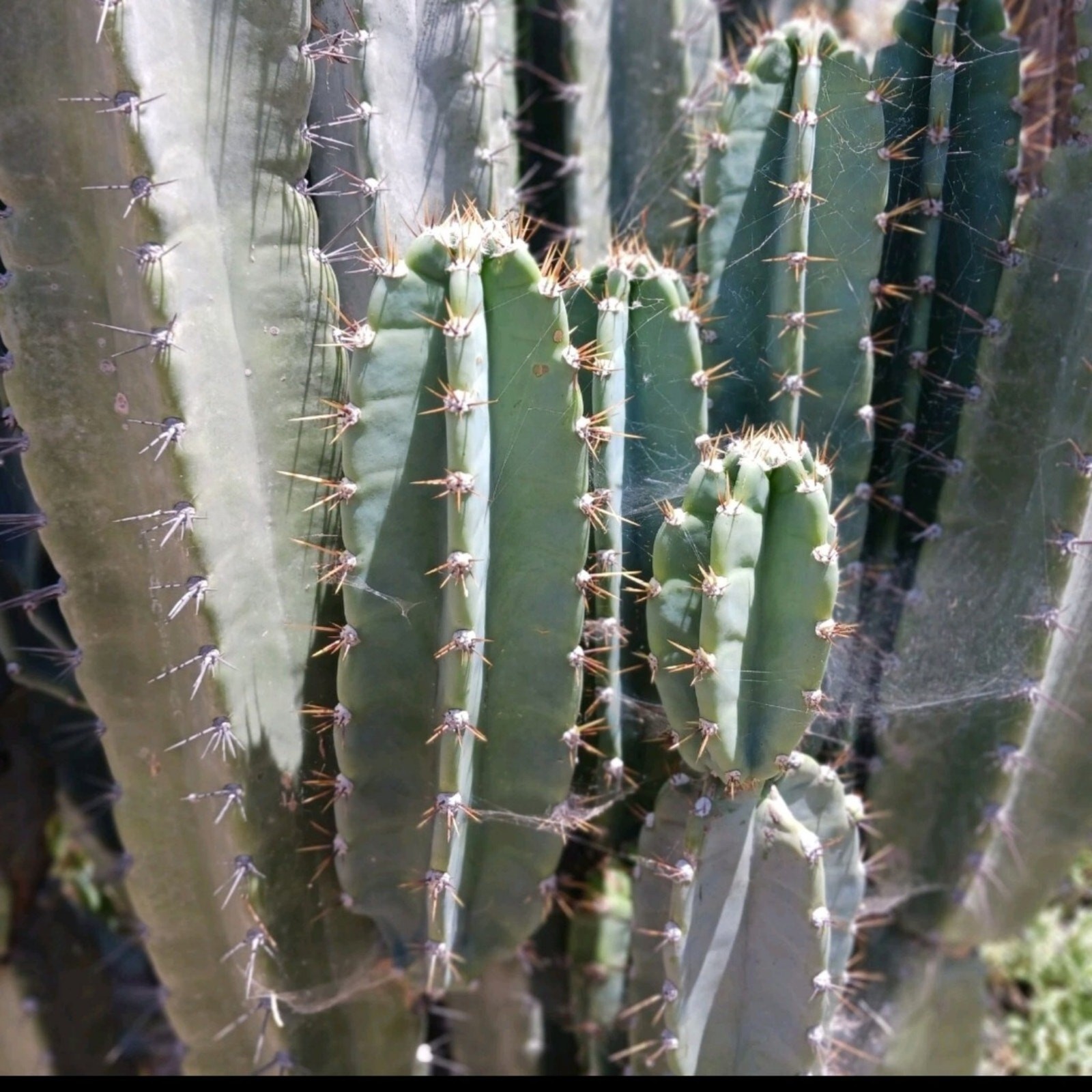 25 inch Peruvian apple cactus cutting, fresh cut , top cut cereus peruvianus