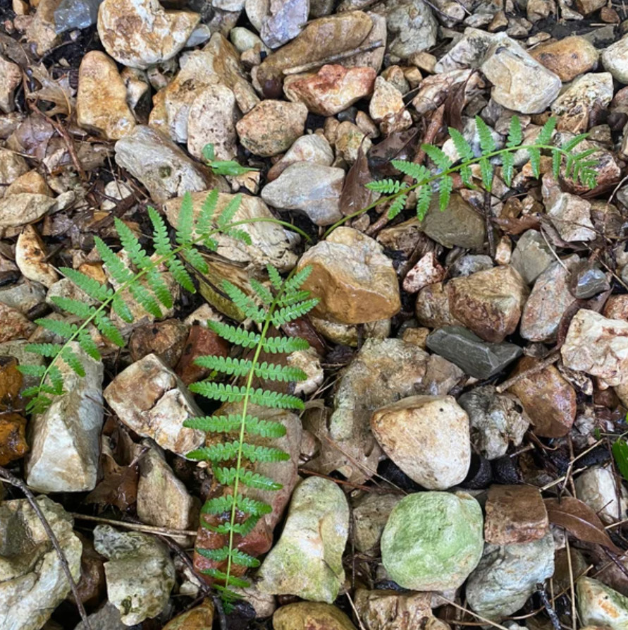 5 Christmas Fern Rhizomes/Roots – Fresh Bare Root Plants – No Ship to AK, HI, PR