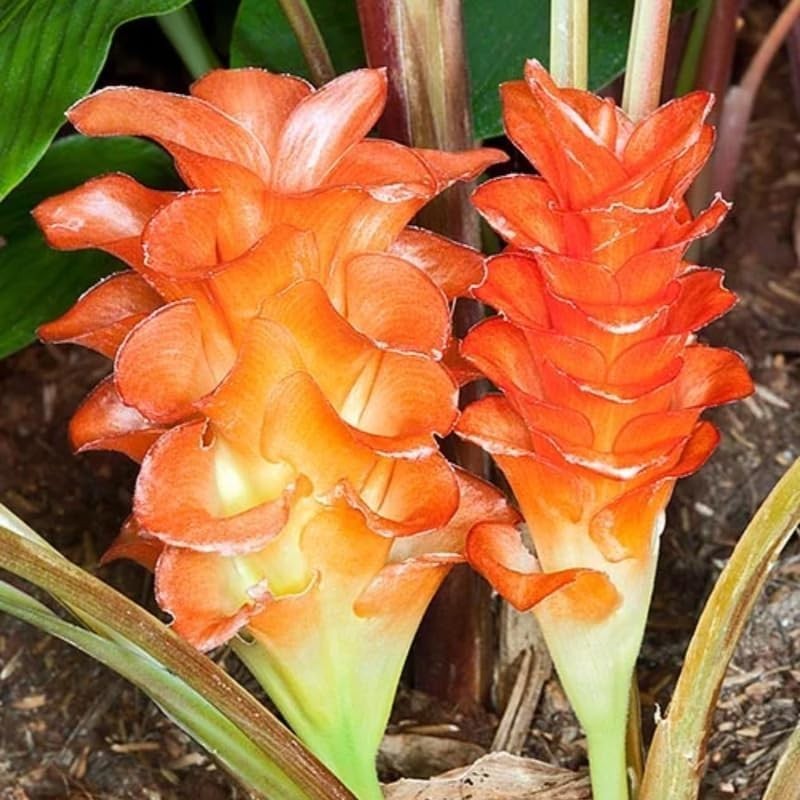 Ginger Curcuma Gold plant 4 to 6 inch Tall