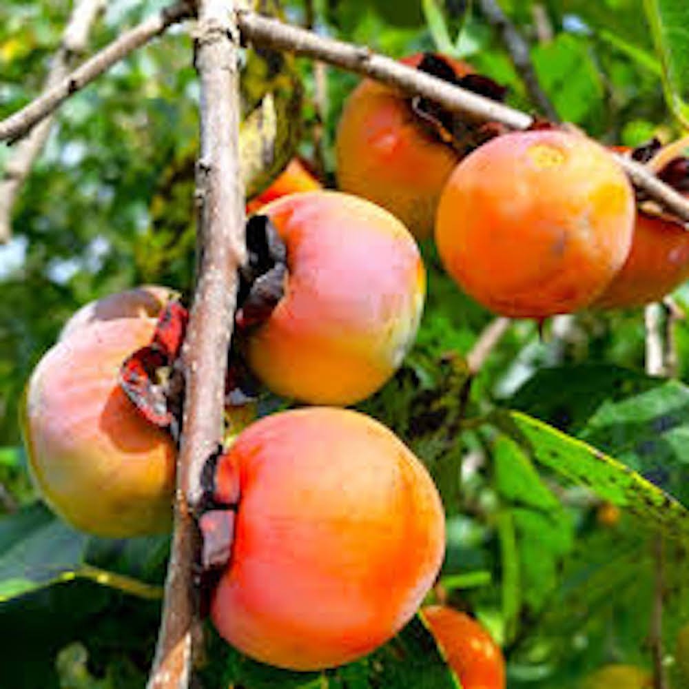 5 Persimmon Tree Seeds Diospyros Virginiana Native Fruit Tree