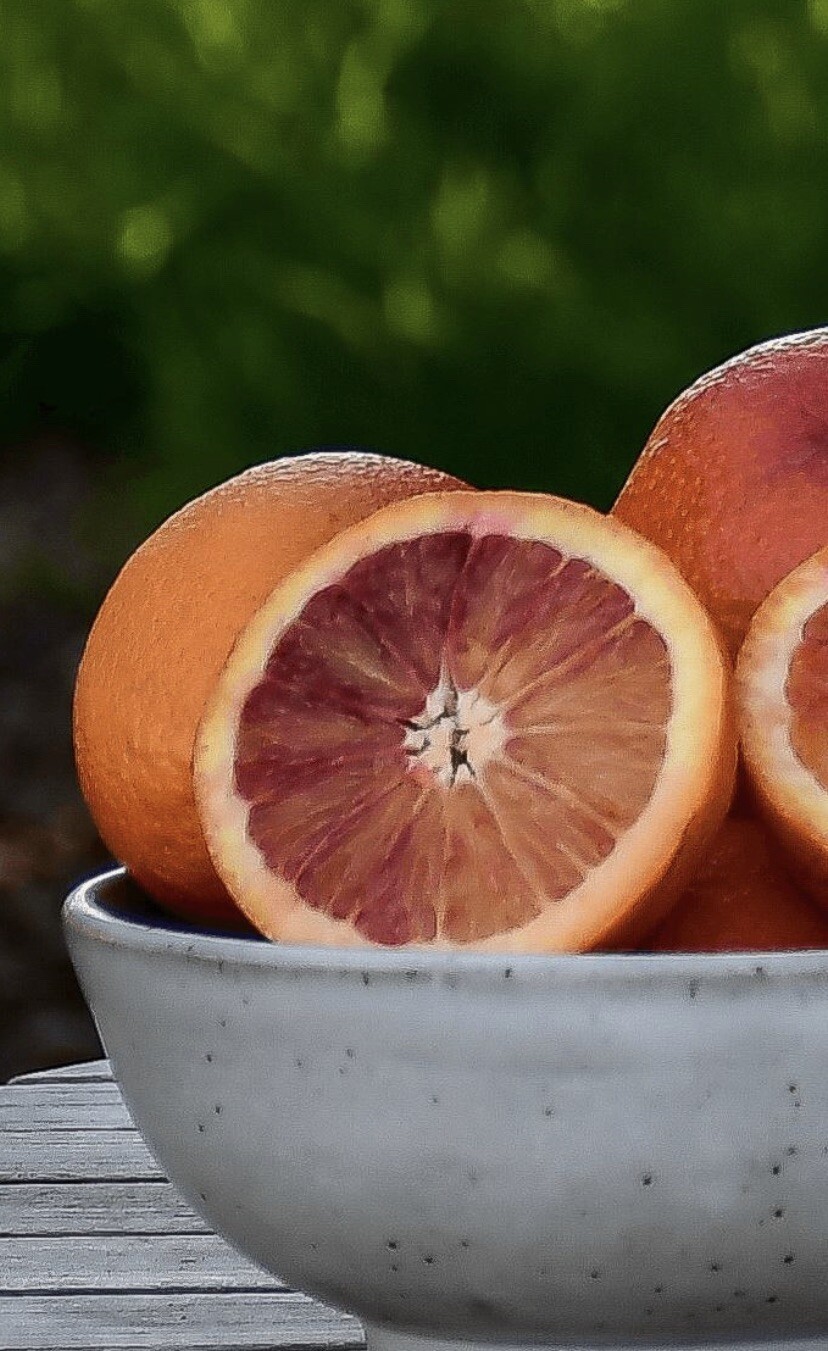 Florida only! Moro Blood Orange 26-30″ tall Grafted dwarf plant