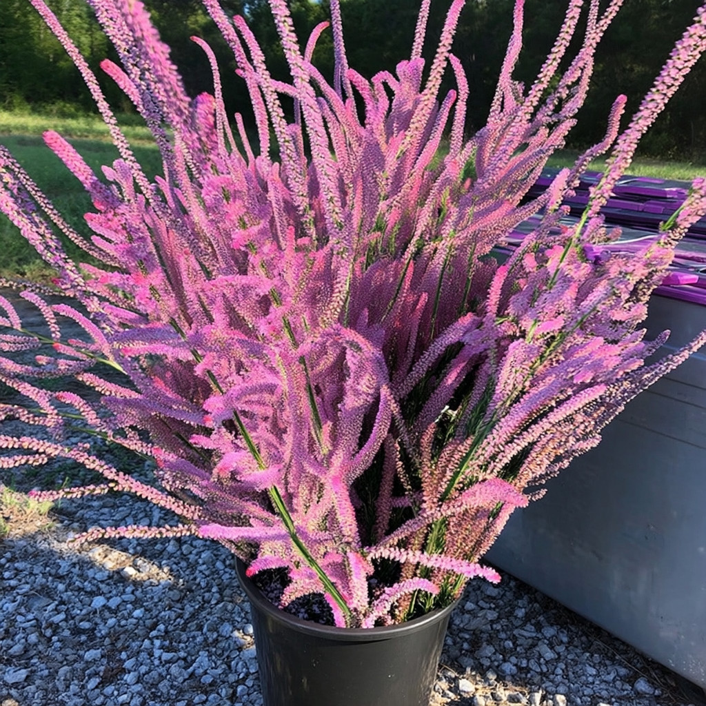 Pink Pokers Statice 50 Seeds | Limonium Suworowii