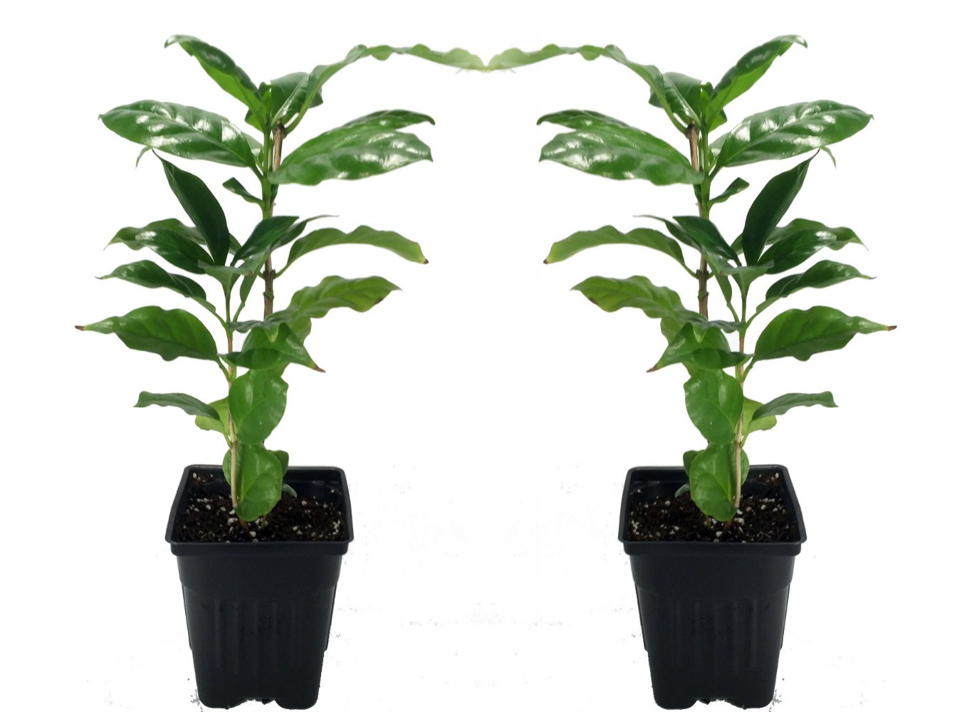 Hirt’s Arabica Coffee Bean Plant – 2 Pack 3″ Pots – Grow/Brew Your Own Coffee