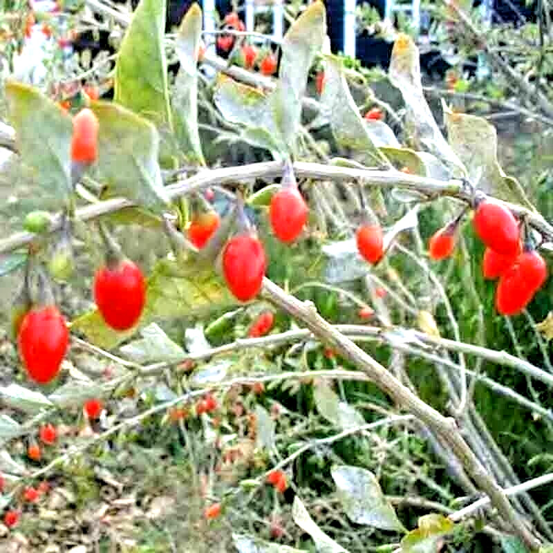 500+ GOJI BERRY SEEDS AUTUMN PERENNIAL NON-GMO CHINESE WOLFBERRY HARDY FRUIT USA