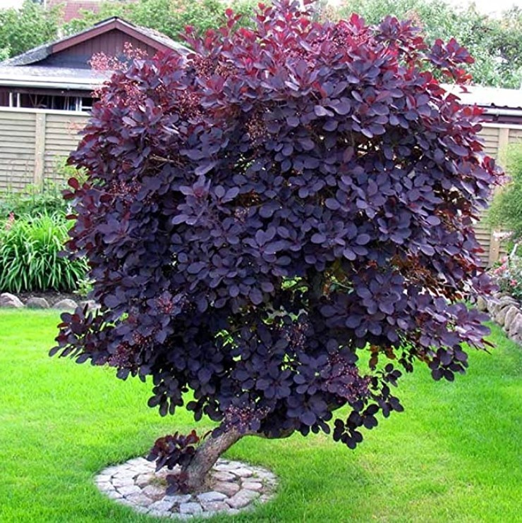 Eupatorium Purple Smoke Live Plant – 6-12″ – 4″ Pot – Zones 4-9 – Purple Plumes