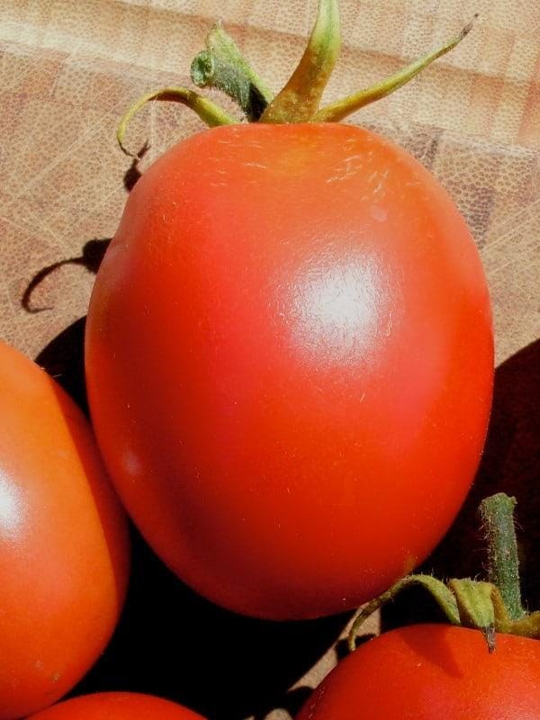 Gram’s Good Keeper, Tomato