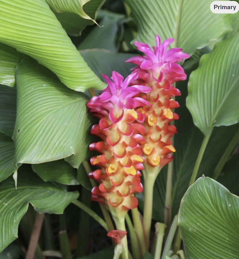 Red Torch Curcuma Ginger -SMALL ROOTED STARTER Plant-Leaves cut for shipping!
