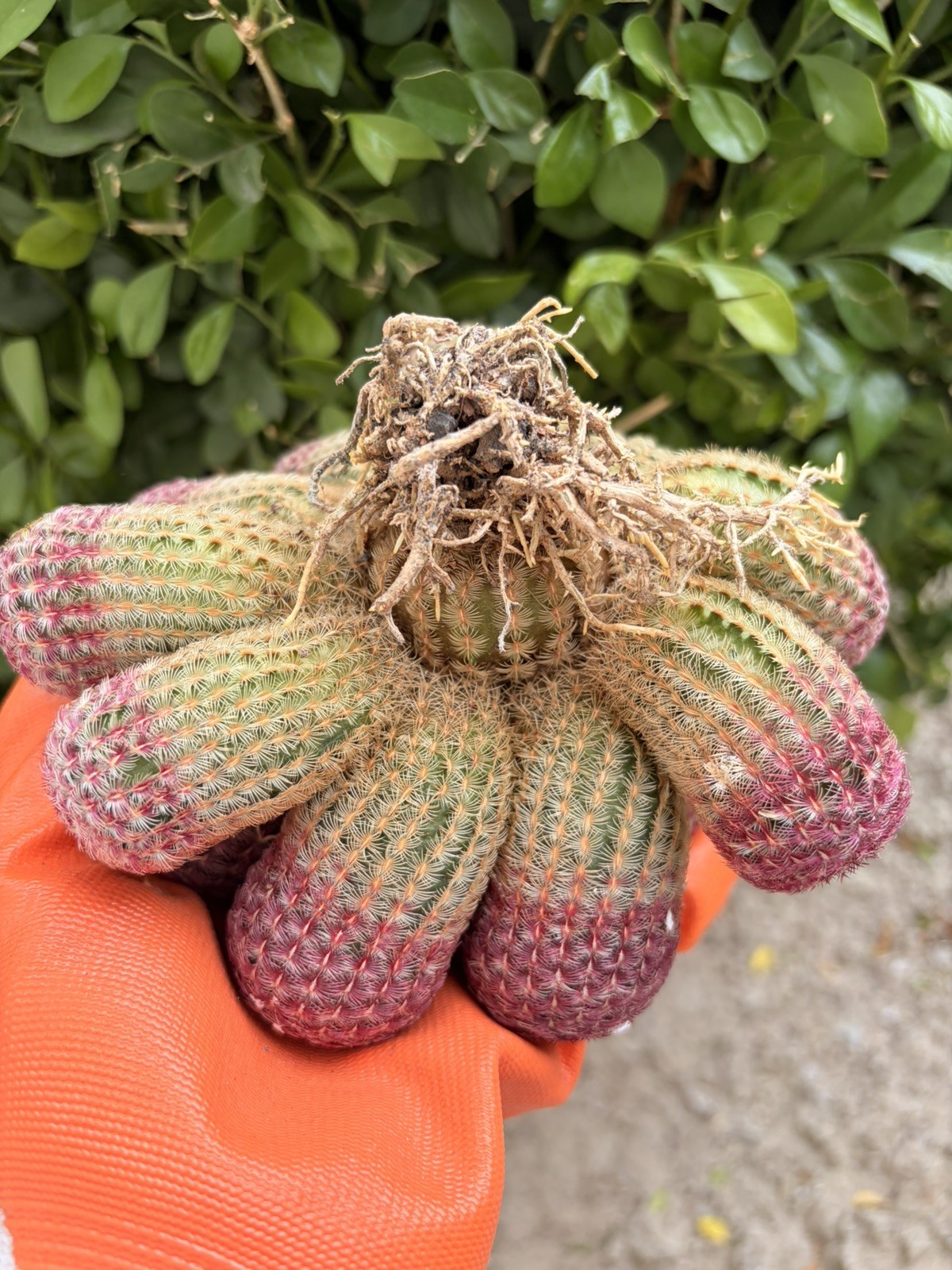 Rare Cactus Cluster