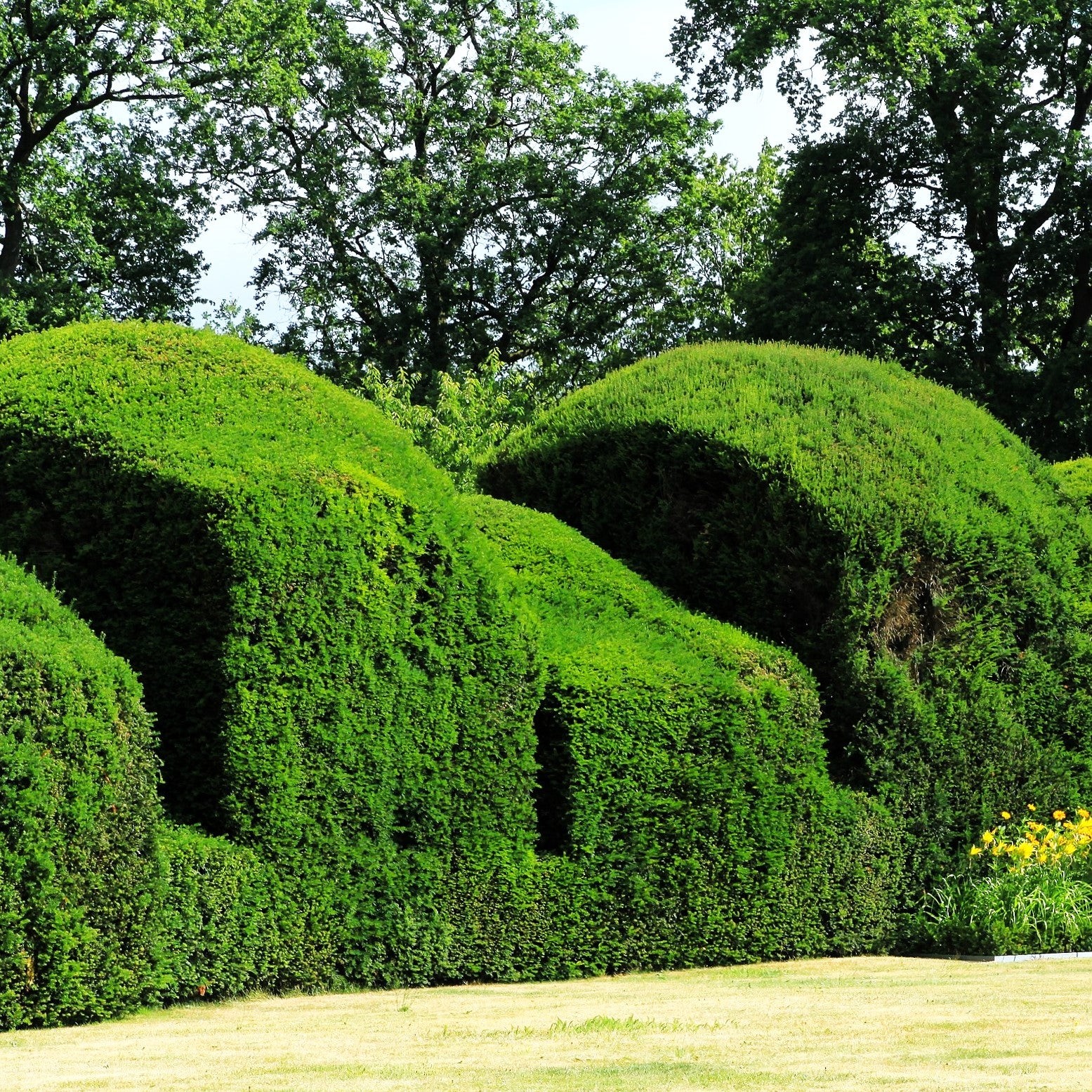 English Yew Seeds – For 2026 Planting Topiary Hedges Taxus Baccata Ornamental