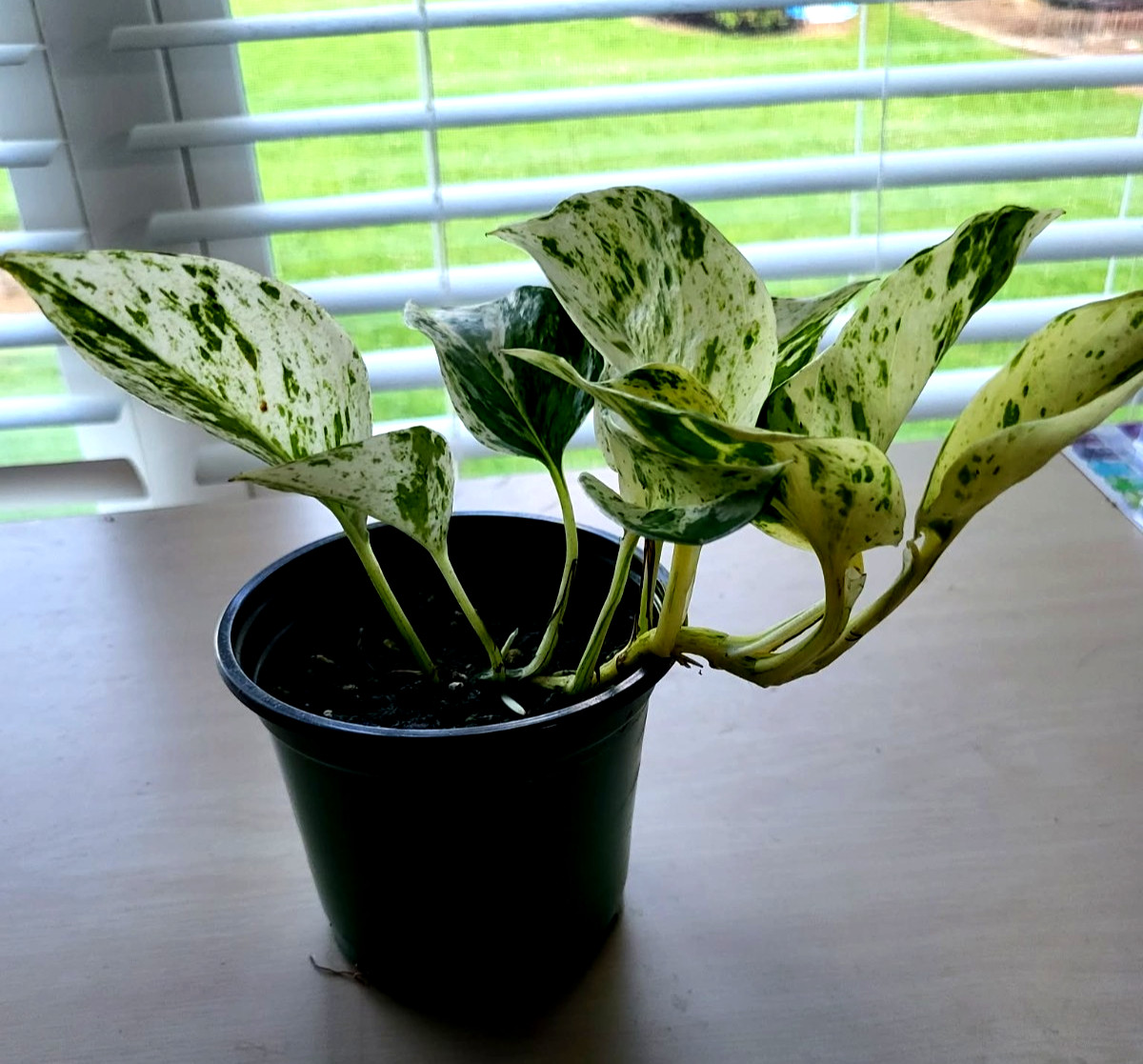 Marble Queen Pothos, All Have A Good Amount Of White, 4 1/2 in Pot