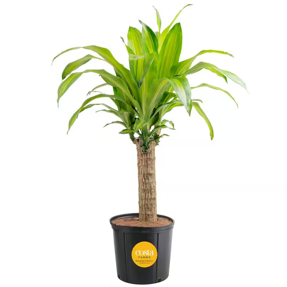 Mass Cane Indoor Plant in 8.75 In. Grower Pot, Avg. Shipping Height 2-3 Ft. Tall