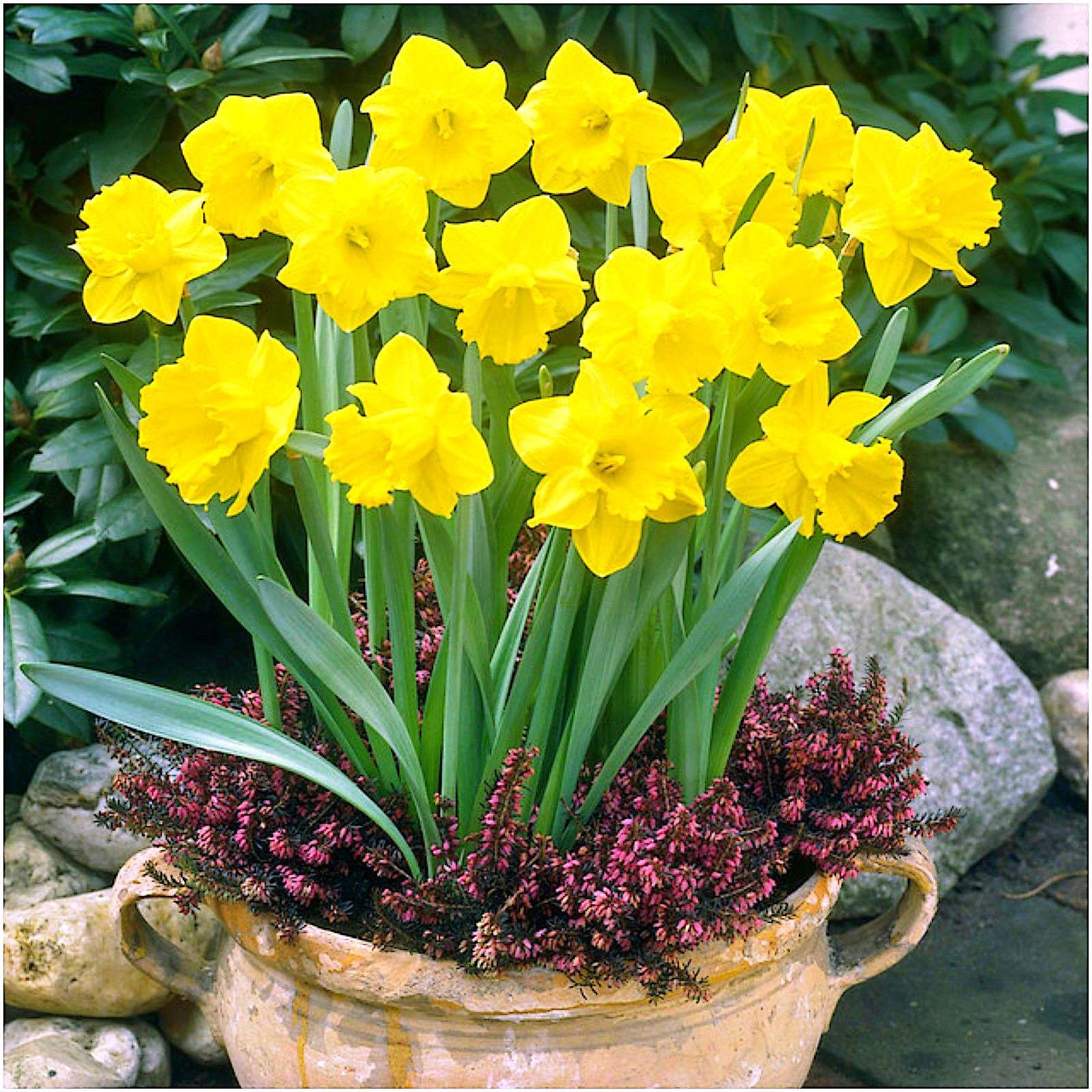 25+ Rare King Alfred Daffodil Stratified Seeds