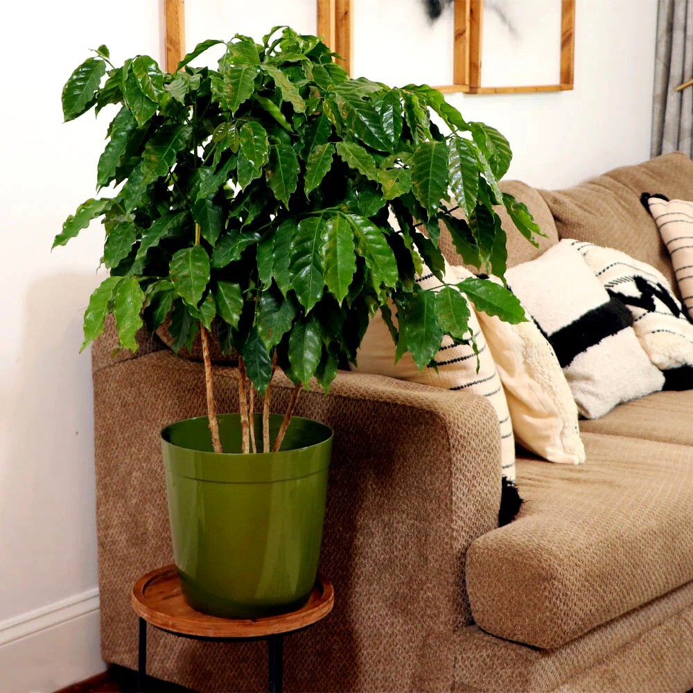 20 Coffea arabica Seeds Tropical EXOTIC Coffee Bean Indoor House Plant Tree RARE